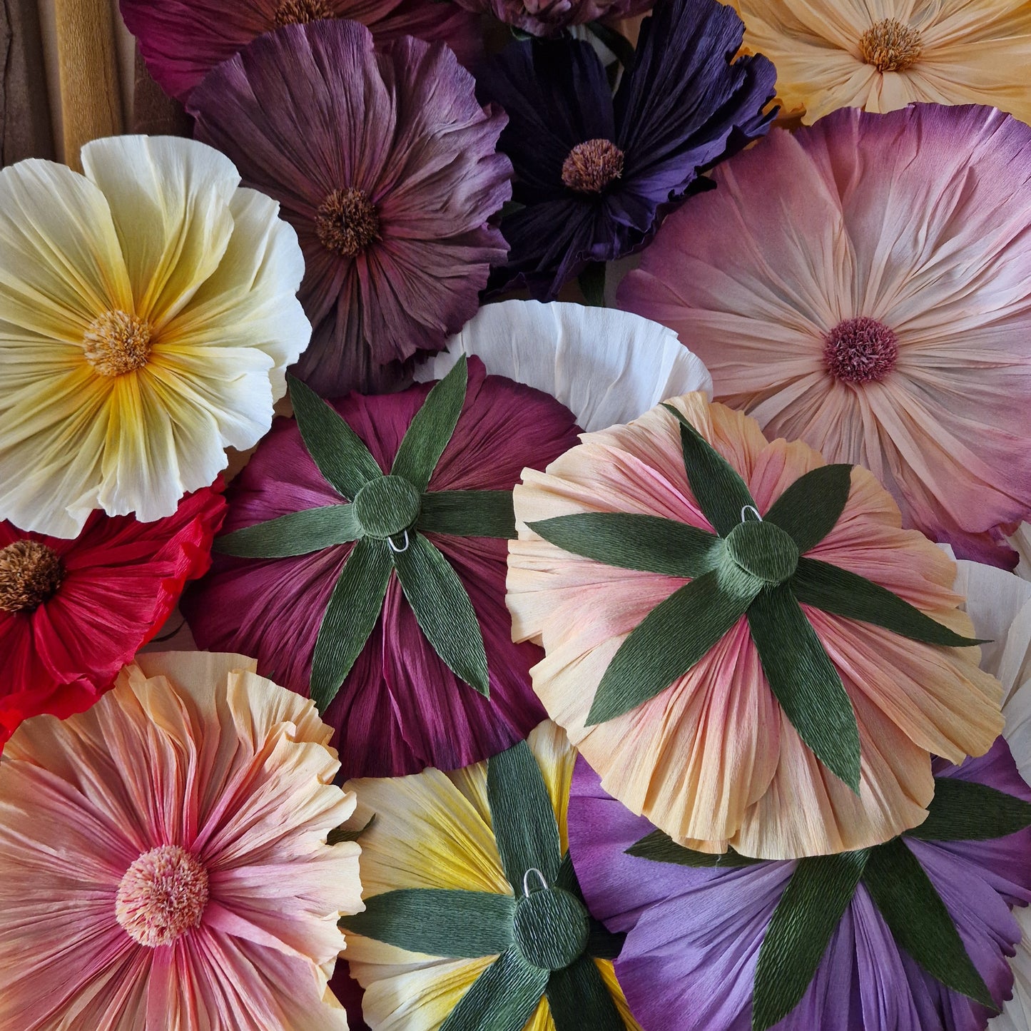 Vægblomst bordeaux